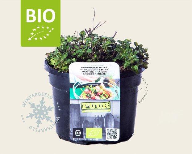 Mentha arvensis 'Strawberry' Puur
