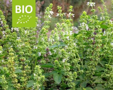 Ocimum basilicum 'Magic White' Puur