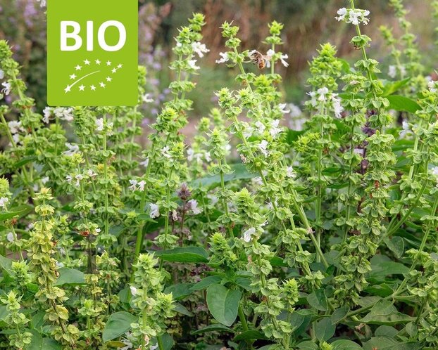 Ocimum basilicum 'Magic White' Puur
