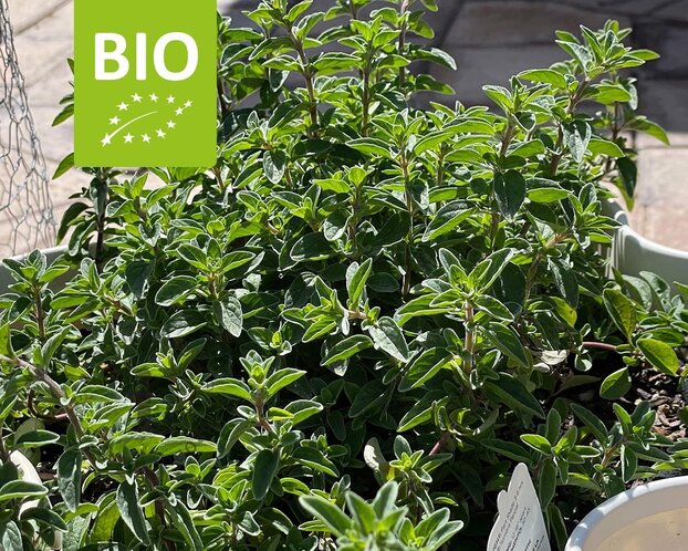 Origanum vulgare hirtum Puur