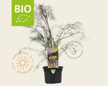 Foeniculum vulgare 'Purpureum' Puur