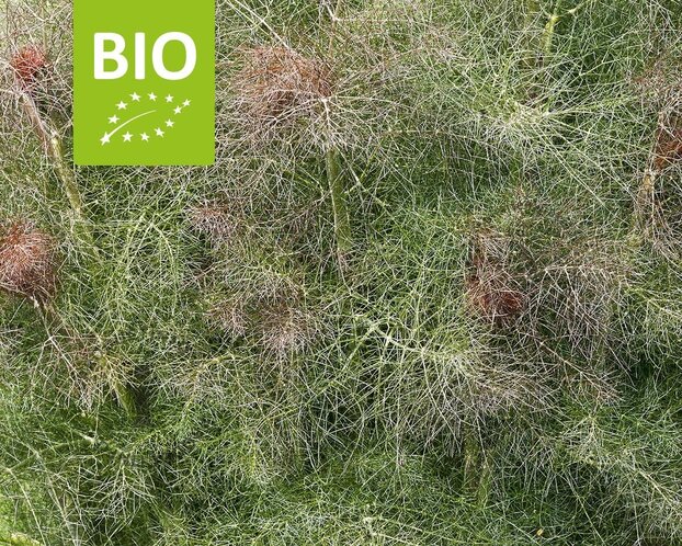 Foeniculum vulgare 'Purpureum' Puur