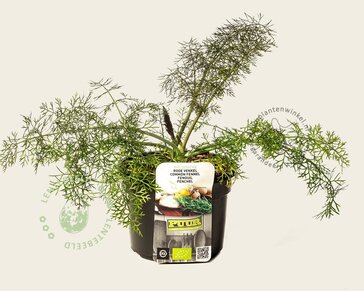 Foeniculum vulgare 'Purpureum' Puur