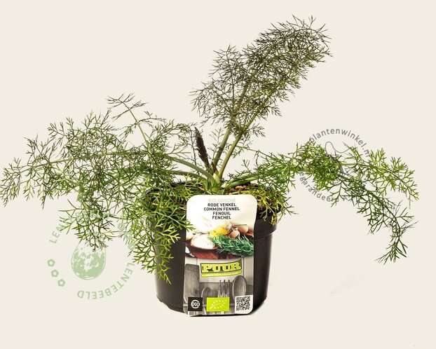 Foeniculum vulgare 'Purpureum' Puur