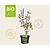 Ocimum basilicum 'Magic Blue' Puur