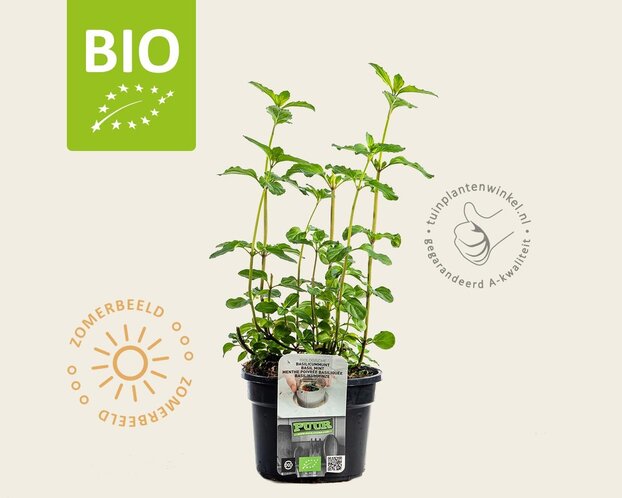Mentha piperita 'Basilicum' Puur
