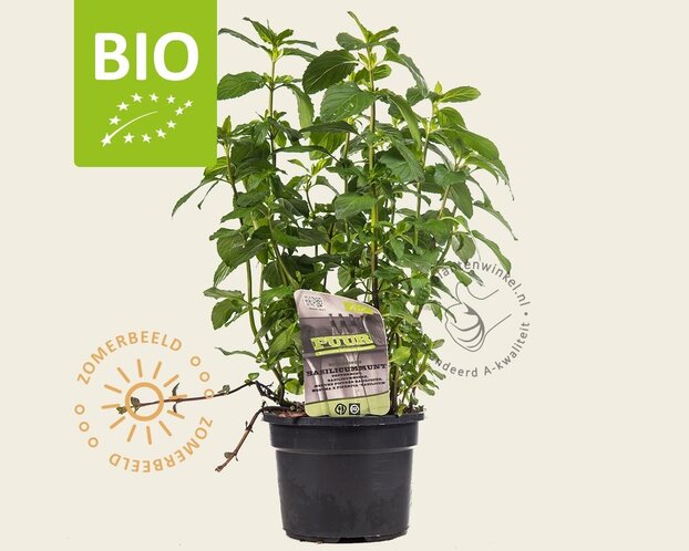 Mentha piperita 'Basilicum' Puur