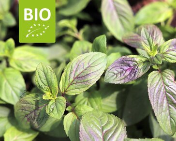 Mentha piperita 'Basilicum' Puur