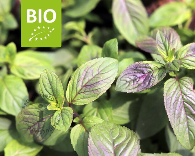 Mentha piperita 'Basilicum' Puur