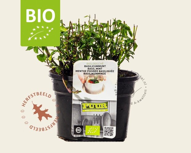 Mentha piperita 'Basilicum' Puur