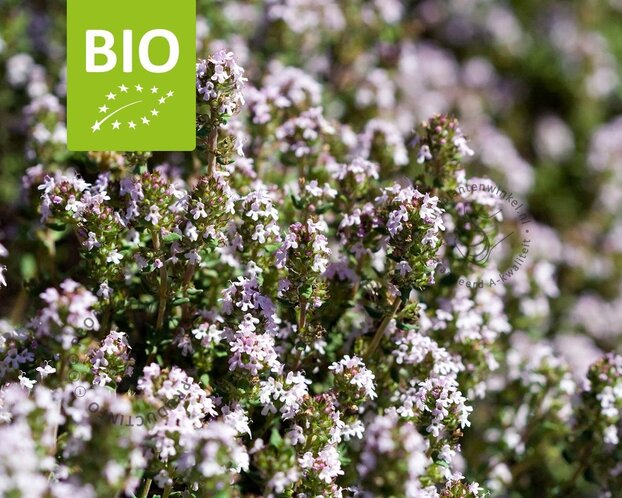 Thymus vulgaris 'Compactus' Puur