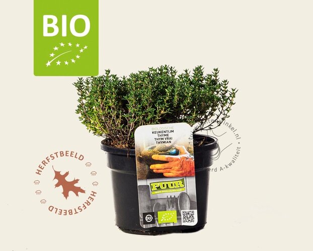 Thymus vulgaris 'Compactus' Puur