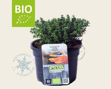 Thymus vulgaris 'Compactus' Puur