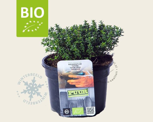 Thymus vulgaris 'Compactus' Puur