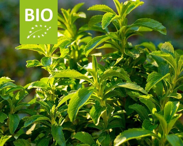 Stevia rebaudianum Puur