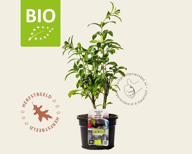 Stevia rebaudianum Puur