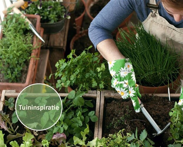 Stevia rebaudianum Puur