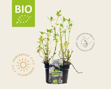 Mentha piperita 'Swiss' Puur