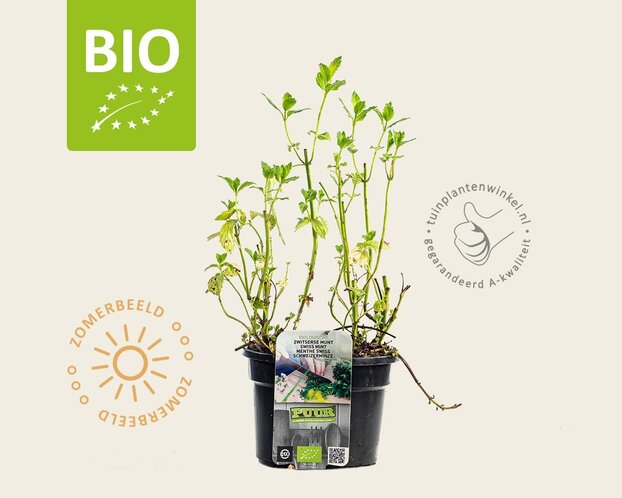 Mentha piperita 'Swiss' Puur