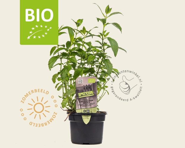 Mentha piperita 'Swiss' Puur