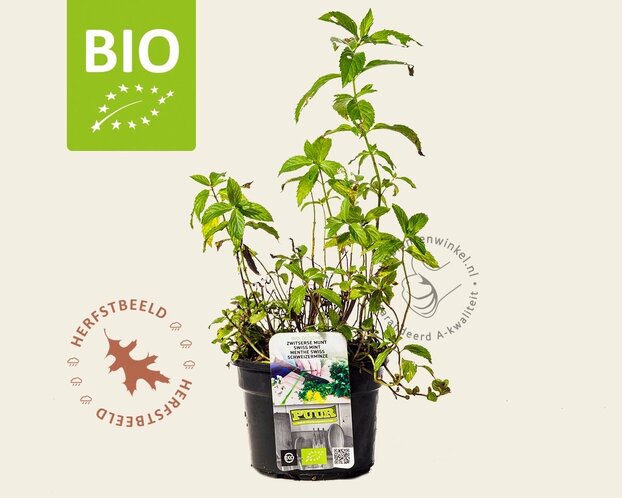 Mentha piperita 'Swiss' Puur