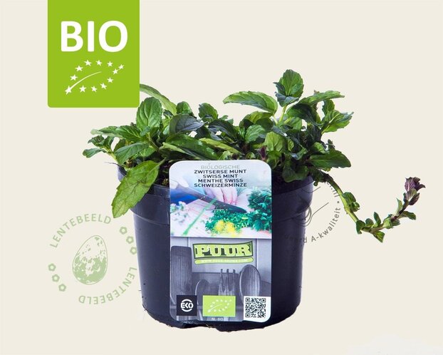 Mentha piperita 'Swiss' Puur