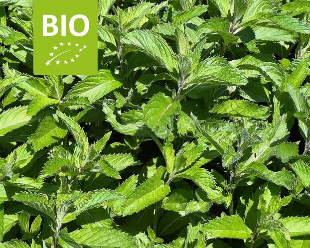 Mentha piperita 'Swiss' Puur
