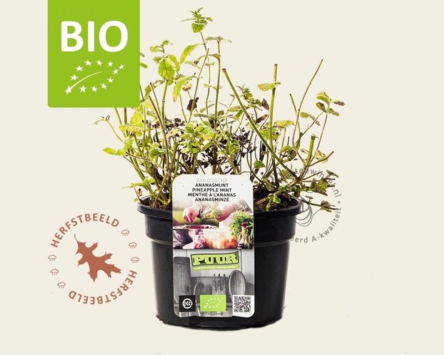 Mentha suaveolens 'Ananas' Puur