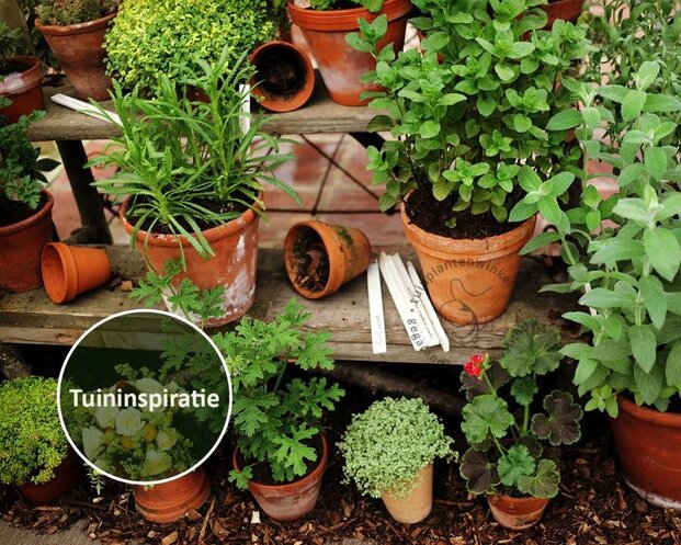 Mentha suaveolens 'Ananas' Puur