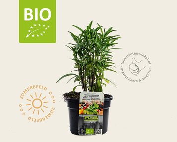 Tagetes lucida Puur image
