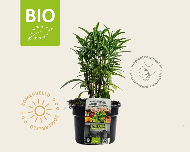 Tagetes lucida Puur