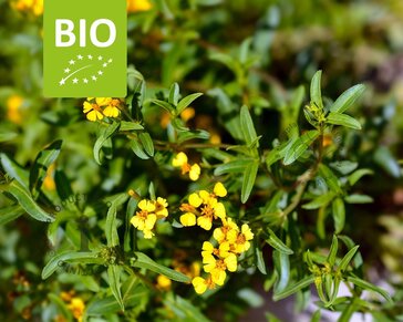Tagetes lucida Puur