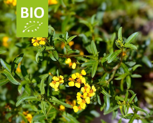 Tagetes lucida Puur