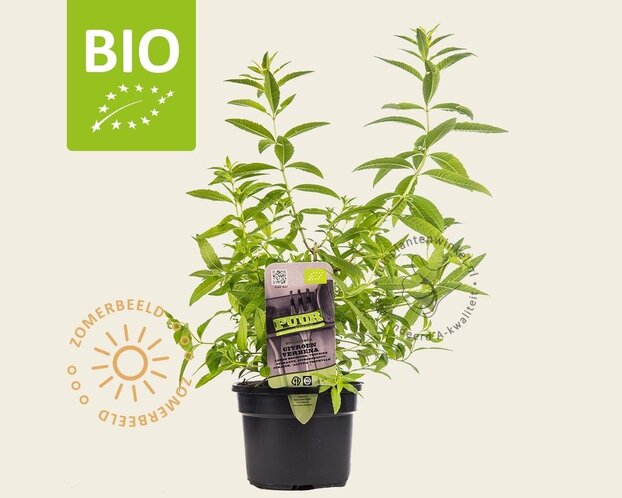 Aloysia triphylla Puur