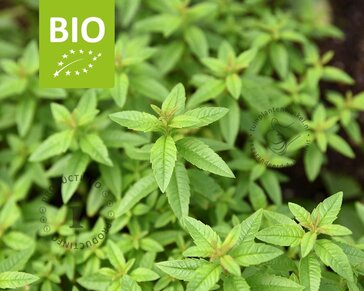 Aloysia triphylla Puur