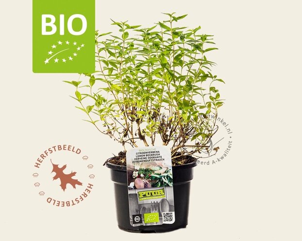 Aloysia triphylla Puur