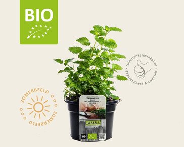Melissa officinalis Puur