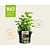 Melissa officinalis Puur