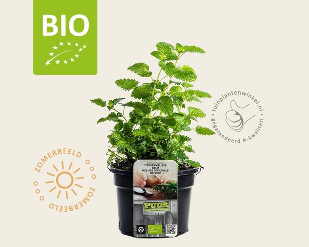 Melissa officinalis Puur