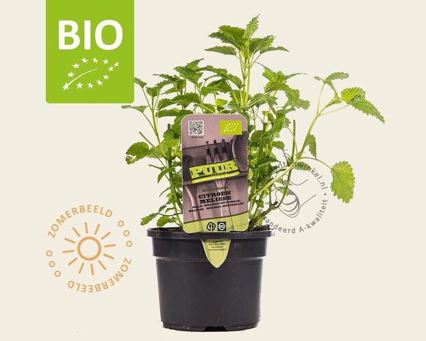Melissa officinalis Puur