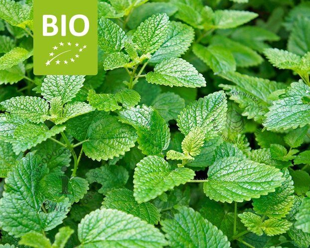 Melissa officinalis Puur