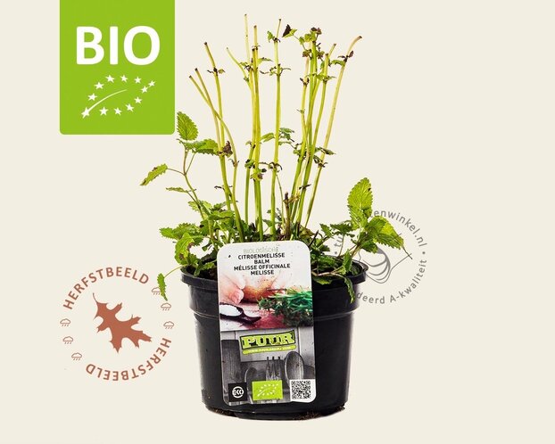 Melissa officinalis Puur