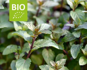 Mentha piperita 'Chocolate' Puur