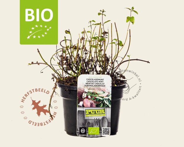 Mentha piperita 'Chocolate' Puur