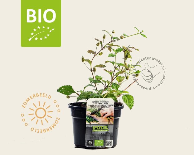 Lippia dulcis Puur