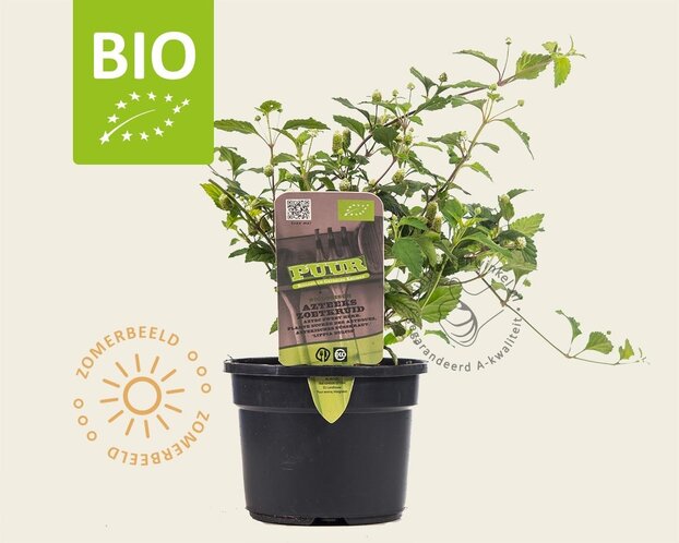Lippia dulcis Puur
