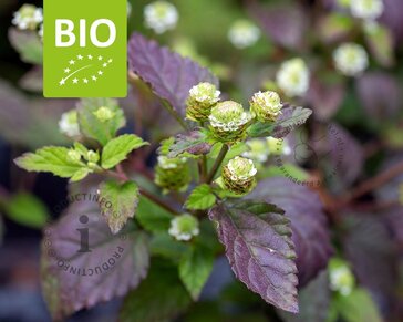 Lippia dulcis Puur