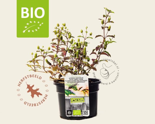 Lippia dulcis Puur