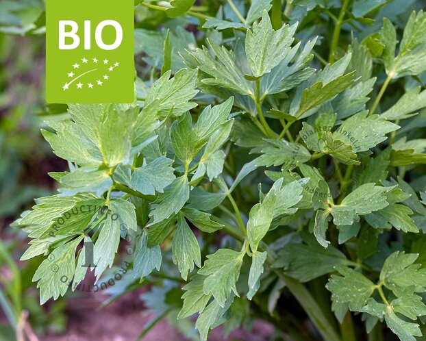 Levisticum officinale Puur