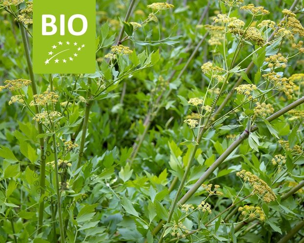 Levisticum officinale Puur